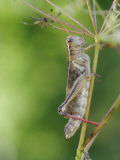 Two-Striped Grasshopper (Melanoplus Bivittatus)