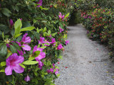 Blooming Rhododendrons Along a Pathway  Magnolia Plantation  Charleston  South Carolina  USA