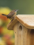 Carolina Wren at its Nest Box or Bird House (Thryothorus Ludovicianus)  Eastern USA