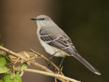 Northern Mockingbird  Mimus Gundlachii   USA
