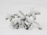 European Silver Fir  Abies Alba  Covered in Snow  Bavarian Forest National Park  Germany  Europe