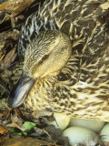 Female Mallard Duck (Anas Platyrhynchos) Sitting on Her Eggs in the Nest  North America