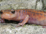 Cave Salamander Head  Eurycea Lucifuga  Illinois  USA