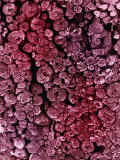 Cross-Section of a Myelinated Nerve
