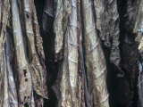 Tobacco Barn with Harvested Leaves Drying  Nicotiana Tabacum  Pennsylvania  USA