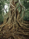 Strangler Fig (Ficus) Growing on its Host Tree in a Tropical Rainforest  Costa Rica