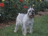 Standard Schnauzer Variety of Domestic Dog