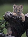 Canadian Lynx Kitten  Lynx Canadensis  North America