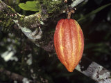 Ripe Cacao Fruit or Pod Cultivated United Fruit 667  One of Cultivated Clones at Catie Research