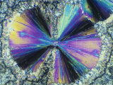 Salicylic Acid Crystals Viewed in Polarized Light