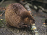 Beaver Gnawing Bark of Alder Branch Cut for Food (Castor Canadensis)  North America