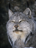 Canada Lynx Face  Lynx Canadensis  North America