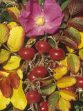 Rose Flower  Rose Hips  and Fall Leaves  Rosa Rugosa  North America