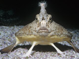 Walking Batfish Head-On View (Ogcocephalus Nasutus)  Gulf of Mexico