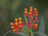 Mexican Milkweed Flowers  Asclepias Curassavica  Southwestern North America