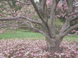Saucer Magnolia Tree in Bloom and with Many Petals on the Lawn (Magnolia Soulangiana)  USA