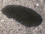 Marine Flatworm