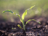 Corn Seedling  Zea Mays