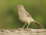 Curve-Billed Thrasher  Toxostoma Curvirostre  Texas  USA
