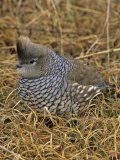 Scaled Quail (Callipepla Squamata)  Texas  USA