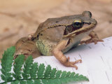 Wood Frog  Rana Sylvatica   Eastern USA