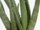 Close Up of Aloe Vera Plant