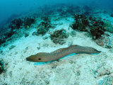 Giant Moray (Gymnothorax Javanicus) Pacific Ocean  Borneo
