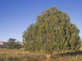 Utah Junipers  Juniperus Osteosperma  Southwestern North America