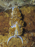 Nudibranch or Sea Slug (Hermissendra Crassicornis)  California  Usa  Pacific Ocean