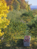 Apple Orchard at Harvest Time Concord  New Hampshire  USA