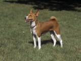 Basenji Variety of Domestic Dog