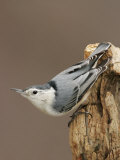 White-Breasted Nuthatch