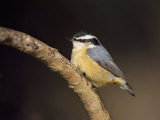 Red-Breasted Nuthatch  Sitta Canadensis  North America