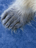 Polar Bear Hairy Foot  Ursus Maritimus  North America