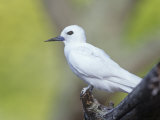 White Tern  Gygis Alba  Midway Atoll National Wildlife Refuge  USA