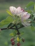 Crabapple Blossoms and Flower Buds  Malus
