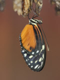 Butterfly  Heliconius Hecate  Emerging from its Chrysalis