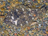 Sanddab Flatfish Camouflaged on the Ocean Bottom  Citharichthys  California  USA