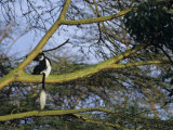 Black and White Colobus Monkey  Colobus Angolensis  Nakuru National Park  Kenya  Africa