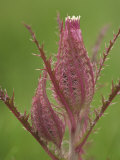 Texas Thistle Flower Buds  Cirsium Texanum  Texas  USA
