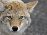 Coyote (Canis Latrans)
