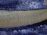 A Close Up of the Baleen of a Gray Whale (Eschrichtius Robustus)  Mexico