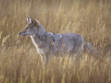 Coyote Hunting in a Grassland  Canis Latrans  North America