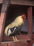 Rooster in a Barn  USA