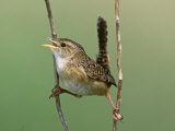 Sedge Wren Singing (Cistothorus Platensis) Central USA