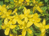 Spotted St John's Wort Flowers  Hypericum Punctatum  North America