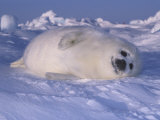 Harp Seal Pup Protectively Colored on Snow (Phoca Groenlandica)  Arctic Canada  Atlantic Ocean