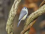 Tufted Titmouse (Baeolophus Bicolor)  Eastern North America