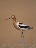 American Avocet Showing its Long Legs and Bill  Recurvirostra Americasna  USA