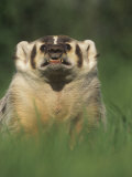 Badger Snarling  Taxidea Taxus  North America